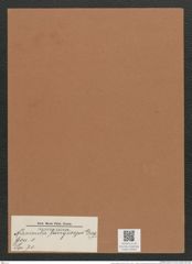 Navicula longiceps Greg. (de-Toni-Nr.: Genus 1, Species 70) Zeichnungen Sammlung Grunow Mappe 00055 (Herbarium_W_Grunow_drawings_Folder_00055)